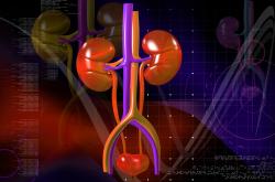 adrenal glands and pelvis adrenal glands and pelvis
