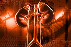 kidneys and adrenal glands kidneys and adrenal glands