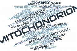 mitochondrial function mitochondrial function